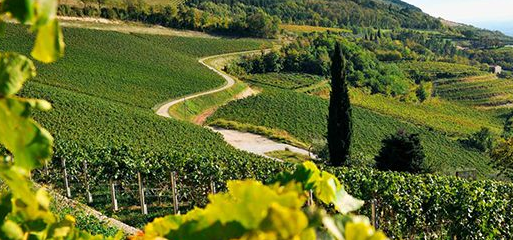 意大利加尔达法定产区2018年葡萄酒产量将超过2千万瓶