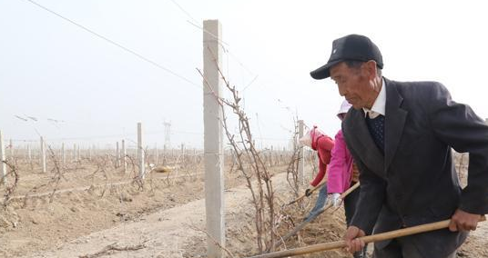 新疆10万亩酿酒葡萄将在本月完成出土上架工作