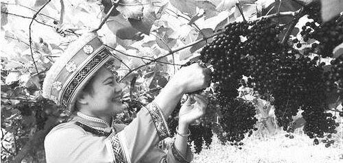 毛葡萄产业已成为广西罗城县的主导产业