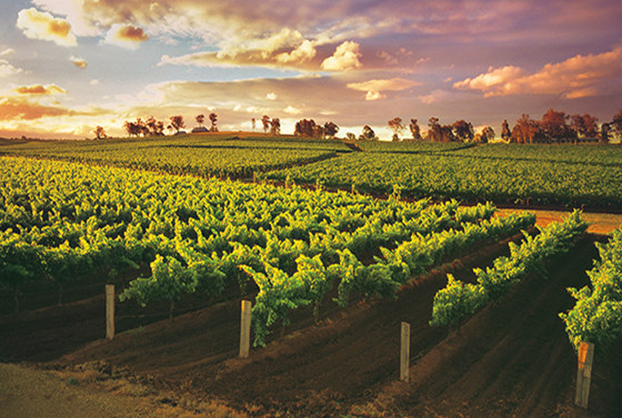 你知道为什么澳大利亚的设拉子葡萄酒总是有股胡椒味吗？
