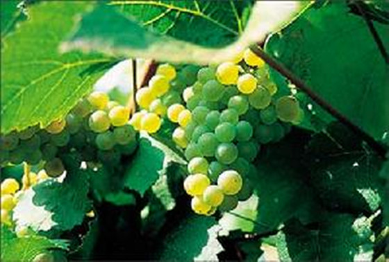 葡萄树龄能否葡萄酒的风味？