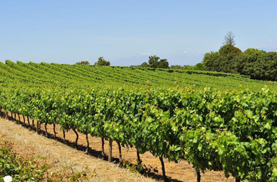 你想了解南非图尔巴葡萄酒产区吗？