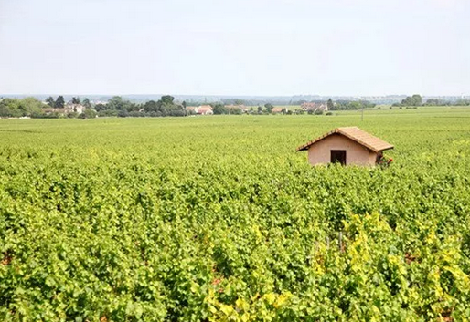 2017年勃艮第产区葡萄产量报告新鲜出炉