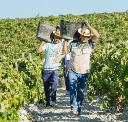 西班牙仍然是全球最大的葡萄酒出口国
