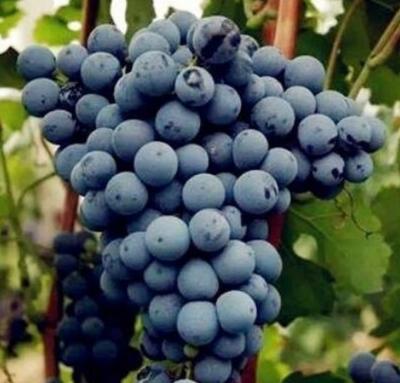 秦皇岛葡萄酒产区发布新款马瑟兰葡萄酒