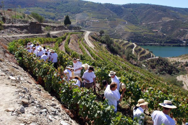 葡萄牙葡萄酒在英国市场的销量日益增长