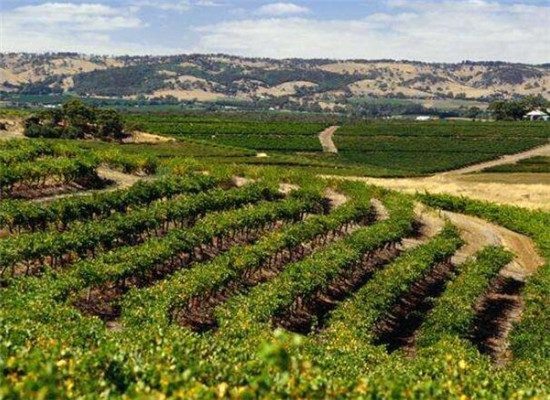 坎帕尼亚大区：南意大利最美的葡萄酒产区