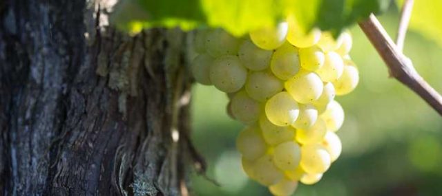 2017年勃艮第葡萄产量恢复到正常状态