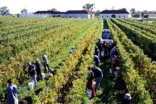 新疆将打造全疆酿酒葡萄小产区