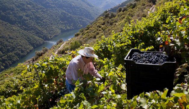 全球葡萄酒产量跌至新低，未来便宜的葡萄酒也会越来越贵