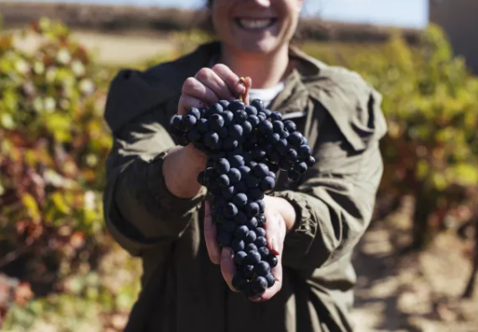 里奥哈原产地管委会宣布2017年份的葡萄酒是优质年份的