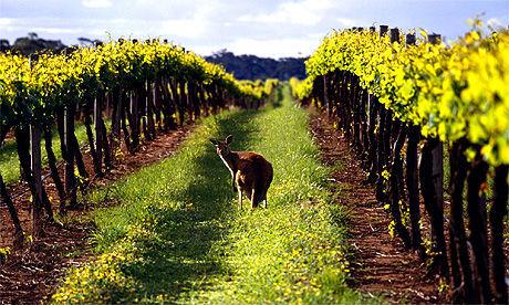 澳大利亚近代红酒市场历史的发展趋势
