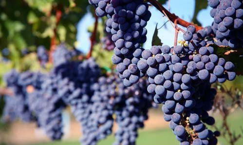 2013年是新西兰葡萄酒史上最佳年份之一