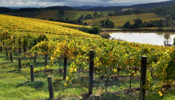 澳大利亚葡萄酒 发现澳大利亚葡萄酒产区