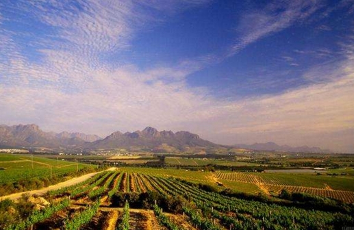 南非葡萄酒历史 起起落落的南非葡萄酒