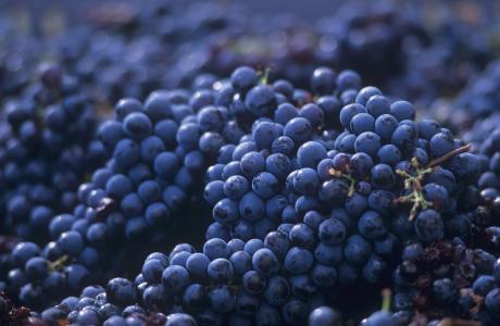 丹魄是什么葡萄品种？