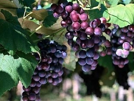 酿酒葡萄品种 什么品种葡萄酿酒最好？