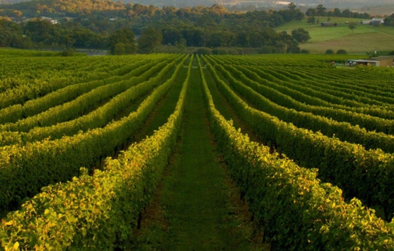 世界葡萄酒产区 什么地方最适合酿制葡萄酒