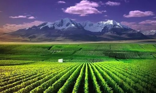 中国九大葡萄酒产区 中国葡萄酒产区
