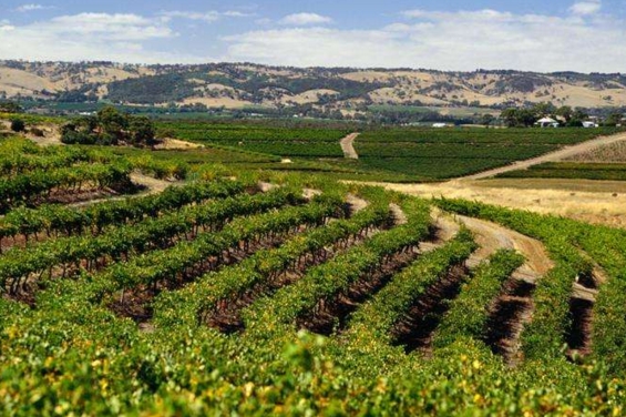 澳洲葡萄酒产区 清爽的维多利亚州葡萄酒
