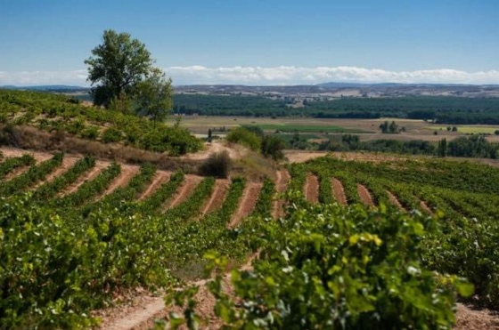 西班牙葡萄酒产区 走进西班牙葡萄酒7大产区