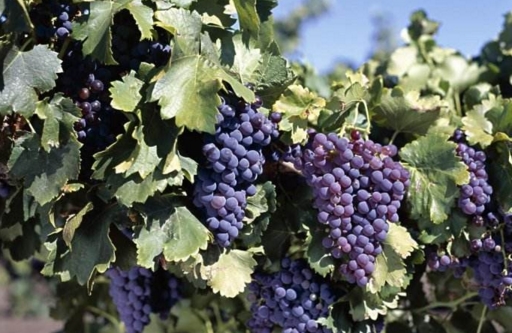黑比诺红葡萄酒 黑比诺葡萄的来源和产区