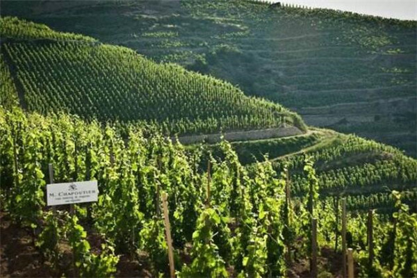 波尔多主要的葡萄酒品种与风格