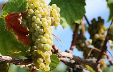 酿酒葡萄的品种有哪些 白葡萄品种格德约