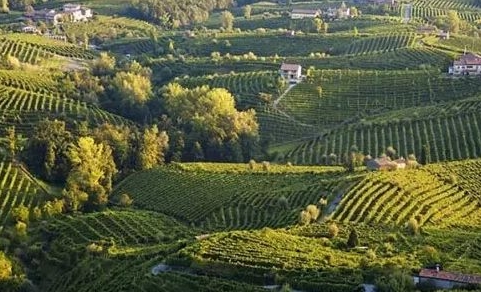 意大利葡萄酒 走进意大利威内托葡萄酒产区