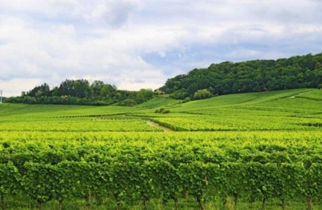 法国葡萄酒产区 走进法国莫塞尔葡萄酒产区