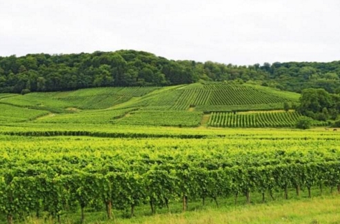 德国葡萄酒产区 德国的骄傲摩泽尔雷司令