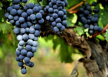 酿酒葡萄品种 出走阿根廷的马尔贝克葡萄 