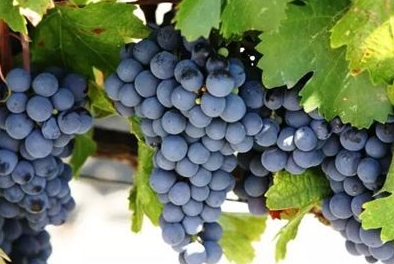 酿酒葡萄品种 世界最著名红葡萄品种赤霞珠