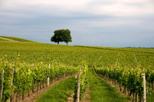 波尔多产区介绍 解读法国波尔多葡萄酒产区