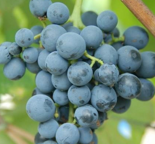 酿造波特酒用哪几种常见的葡萄，你知道吗？