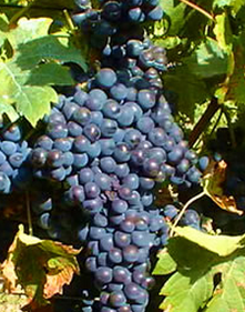 法国波尔多种植最广的葡萄品种，你知道是什么吗？