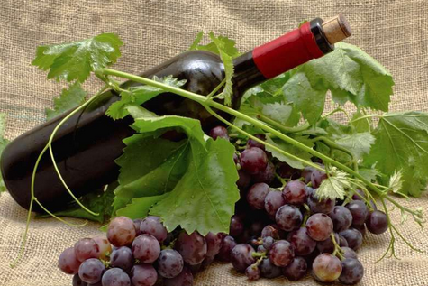 日本历史上最古老的葡萄品种，你了解吗？