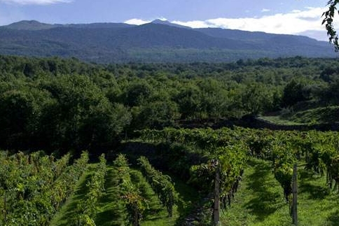 意大利葡萄酒产区 浪漫热情的西西里岛葡萄酒
