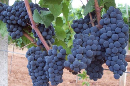 酿酒葡萄品种 不可抗拒魅力的内比奥罗葡萄
