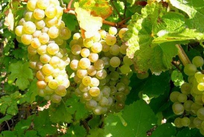 酿酒葡萄品种 优质葡萄雷司令的介绍