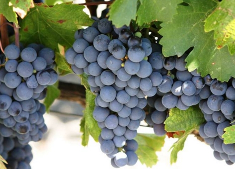 酿酒葡萄品种 盘点世界酿酒葡萄品种