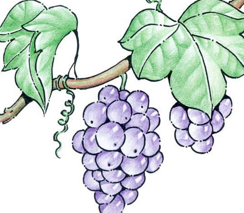 百种葡萄，千款花香，你知道吗？