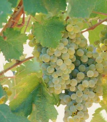 奥地利白葡萄品种代表典范，我们来了解一下吧！