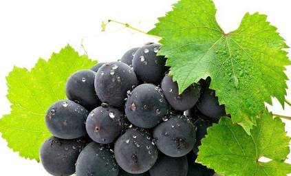 希腊重要的红葡萄品种，你知道吗？