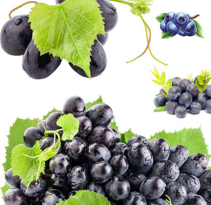 最敏感的葡萄品种之一，你了解吗？