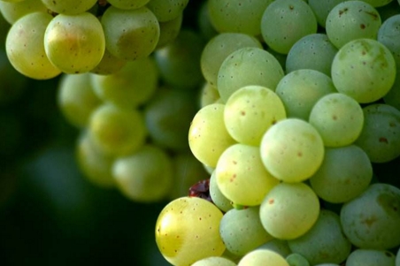 澳洲酿酒葡萄品种 细数澳大利亚酿酒白葡萄