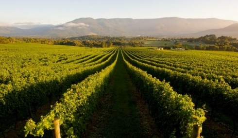 澳洲葡萄酒产区 南澳最风光产区之一克莱尔