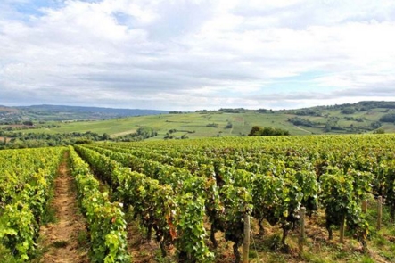 法国葡萄酒产区法国十大产区之一 朗格多克
