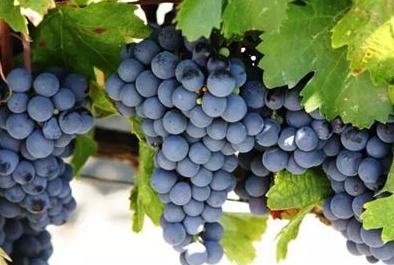 酿酒葡萄品种 波尔多的第三葡萄——品丽珠