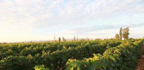 新疆玛纳斯县园艺场计划更新2000亩酿酒葡萄品种